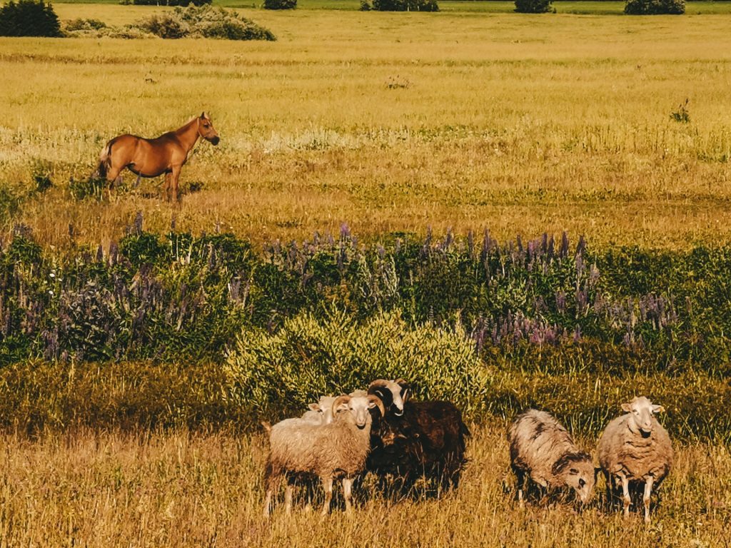 Charakterystyka chińskich znaków zodiaku – Koń i Owca